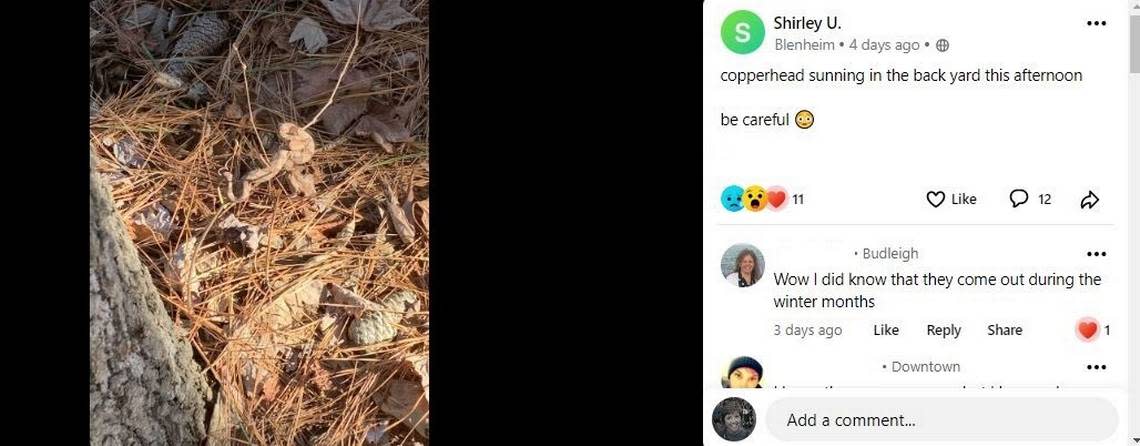 A Raleigh resident saw a copperhead snake in her backyard on Friday, Jan. 6, 2023 and documented it on NextDoor.