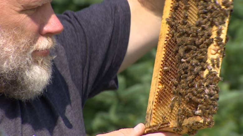 Bees removed from home in church roof