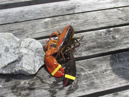 An extremely rare, two-toned, half-orange, half-brown lobster caught off the coast of Maine is pictured in this handout photo