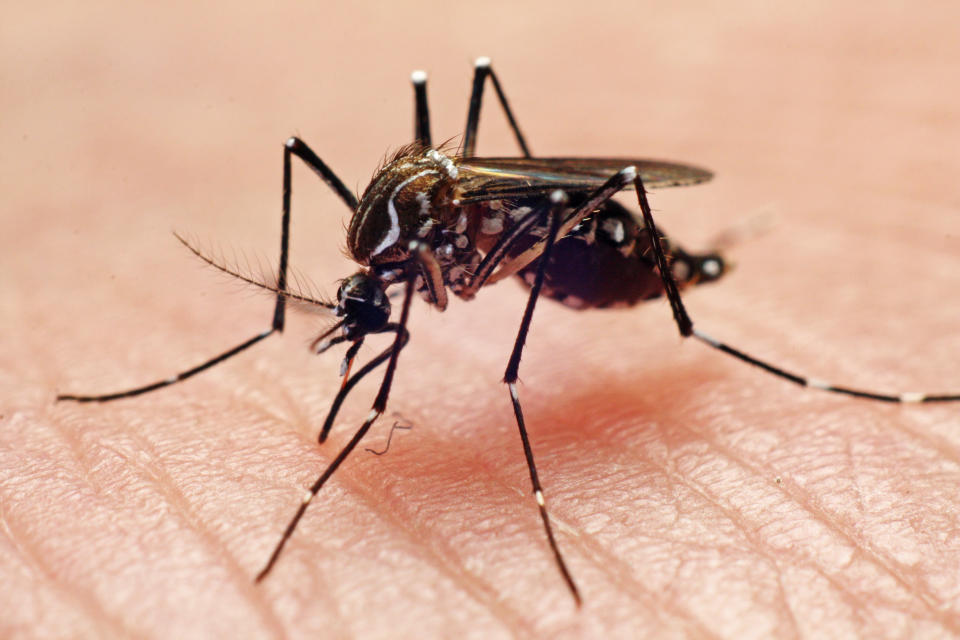 File photo of the Aedes aegypti, the main mosquito species that transmits dengue in Singapore. (Getty Images file photo)