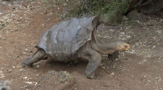 Diego measure 1.5 metres tall and weighs in at 80kg. Photo: AFP