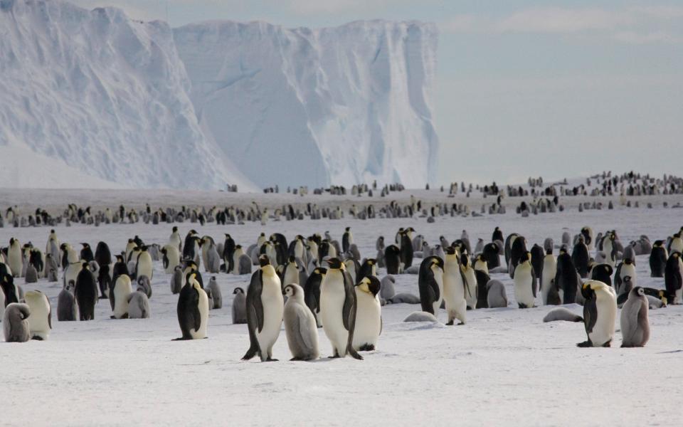 Emperor penguins on the sea ice close to Halley Research Station  -  British Antarctic Survey