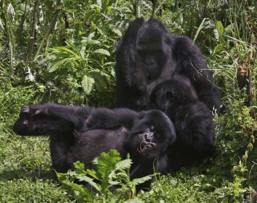 The Agashya family of mountain Gorillas frolick in dense undergrowth at the Virunga National park in Rwanda. Mountain gorillas are highly endangered, but the 27 members of the Agashya family are well protected, largely due to progress made in curbing poaching, Rwandan authorities say
