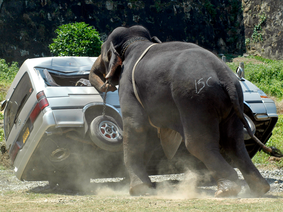 elephant knocks over bus