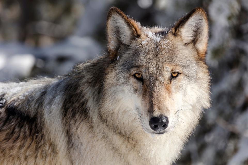 A gray wolf is pictured in Yellowstone National Park in Wyoming in 2017.