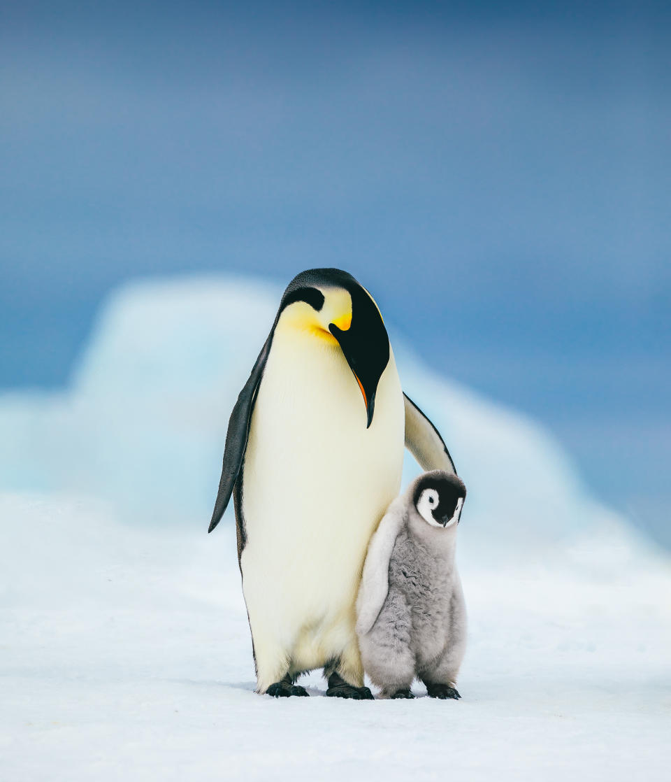 An Emperor penguin chick cuddles up to its parent looking for its next meal.