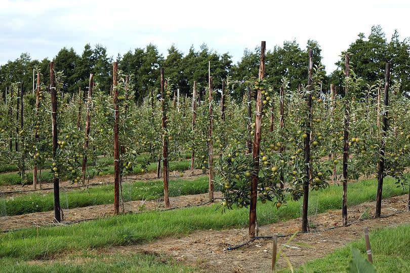 An apple orchard in Stourmouth