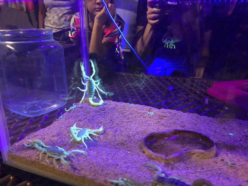 In this Aug. 18, 2019 photo, scorpions wander in a tank after being captured in Lost Dutchman State Park, Ariz. Feared, admired and loathed, scorpions have roamed the earth for 450 million years. An interesting way to learn about the critters, which glow under black lights, is to go on scorpion hunts in Southwest states like Arizona and New Mexico. Wear closed-toed shoes and pants, bring black lights and prepare to be awed. (AP Photo/Peter Prengaman)