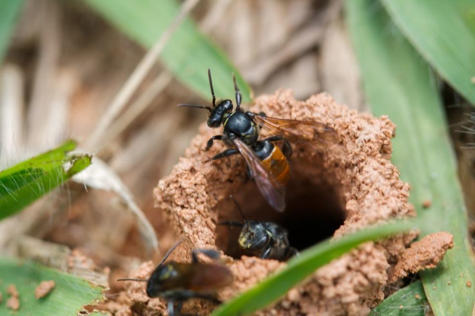 Grabwespen bauen ihre Nester gerne an Oberflächen wie Wänden, da der Lehm leichter daran kleben bleibt. Foto: Getty Images