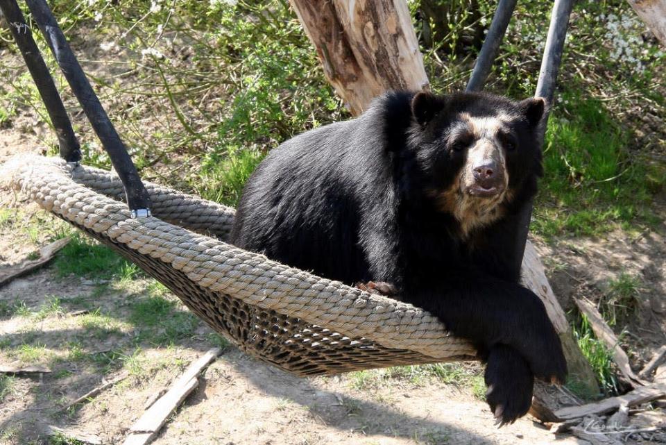 Vom Wald in den Wiener Zoo: Hier gibt es für Bären genügend Möglichkeiten abzuhängen. Das Bild von <a href="http://www.flickr.com/photos/loic80l/" rel="nofollow noopener" target="_blank" data-ylk="slk:Loïc Lagarde;elm:context_link;itc:0;sec:content-canvas" class="link "> Loïc Lagarde</a> gibt es <a href="http://www.flickr.com/photos/loic80l/5189737185/" rel="nofollow noopener" target="_blank" data-ylk="slk:hier;elm:context_link;itc:0;sec:content-canvas" class="link "> hier</a>