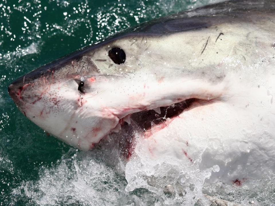 A Great White Shark is attracted by a lure on the ‘Shark Lady Adventure Tour’ on 19 October 2009 (Getty Images)