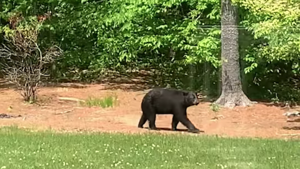 A black bear, given the name Boo Boo, walks through a yard on Franklin Street in Halifax on May 26, 2021.