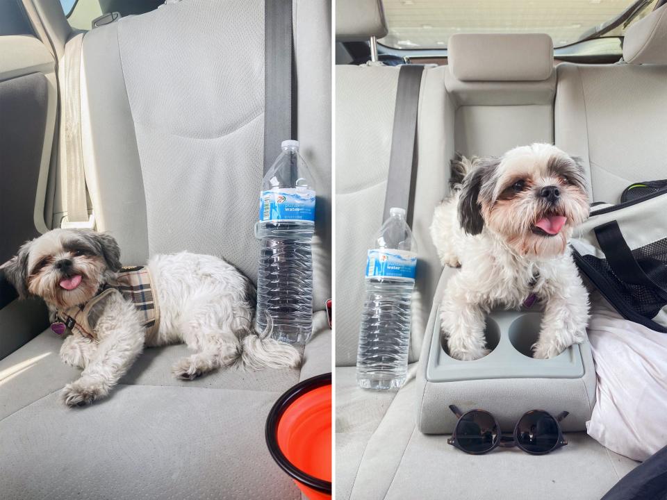 Two photos of the author's dog in the backseat
