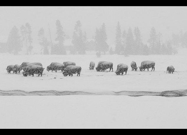 This photo of Bison in the snow was taken near Old Faithful.  (exquisitur, Flickr)