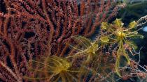 <p>Distant relatives of sea stars, crinoids, or sea lilies (class Crinoidea), can perch on corals and capture food that drifts by with the current. Other species of crinoids are stalked and attach to the seafloor. (Photo: Northeast Canyons 2013 Science Team/NOAA Okeanos Explorer Program) </p>