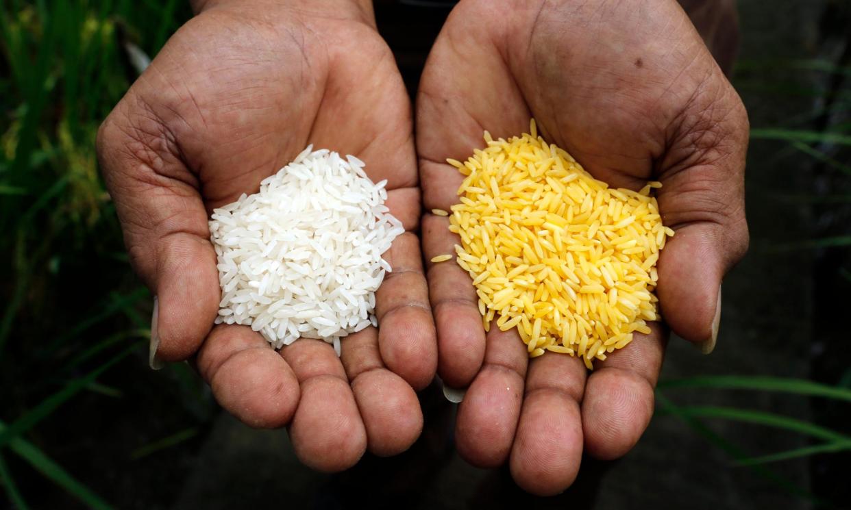 <span>Golden Rice is a genetically modified crop which helps the body produce vitamin A.</span><span>Photograph: Erik de Castro/Reuters</span>
