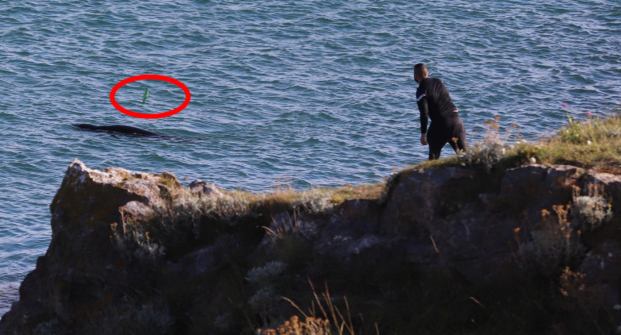 A charity says a bottle hit a seal on the back (Duncan Kenny)