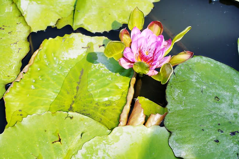 台南六甲｜九品蓮花生態園區