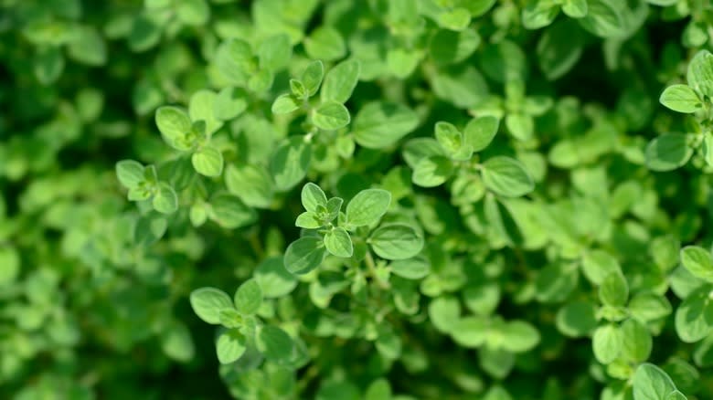 marjoram plant growing in sunlight