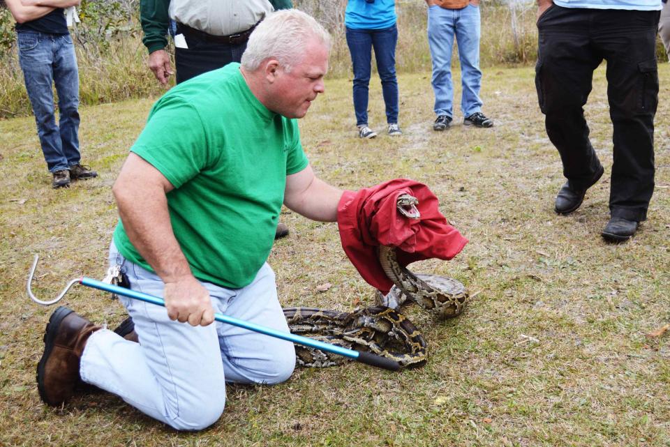 Mark Tamblyn, 50, prepares to secure a large Burmese python in a storage bag during a Florida Fish and Wildlife Conservation Commission "python patrol" training class in West Palm Beach, Florida February 1, 2015. Florida wildlife officials have opened a new front in the seemingly endless war on invasive snakes and are recruiting the general public to take part in so-called �python patrols� teaching them how to identify and even capture some of the snakes. REUTERS/Zachary Fagenson (UNITED STATES - Tags: ANIMALS SOCIETY ENVIRONMENT)