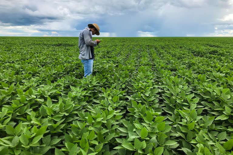 Soja en desarrollo y lluvias en el horizonte, lo que espera ver el productor en la nueva campaña