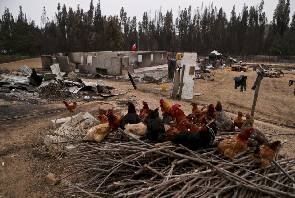 Chickens rest by a home burned by a forest fire in Pumanque, Chile, Saturday, Jan. 21, 2017. Chile is suffering one of its worst fire waves in history. The fires have outpaced local ability to put them out, forcing Chile to request international aid. (AP Photo/Esteban Felix)