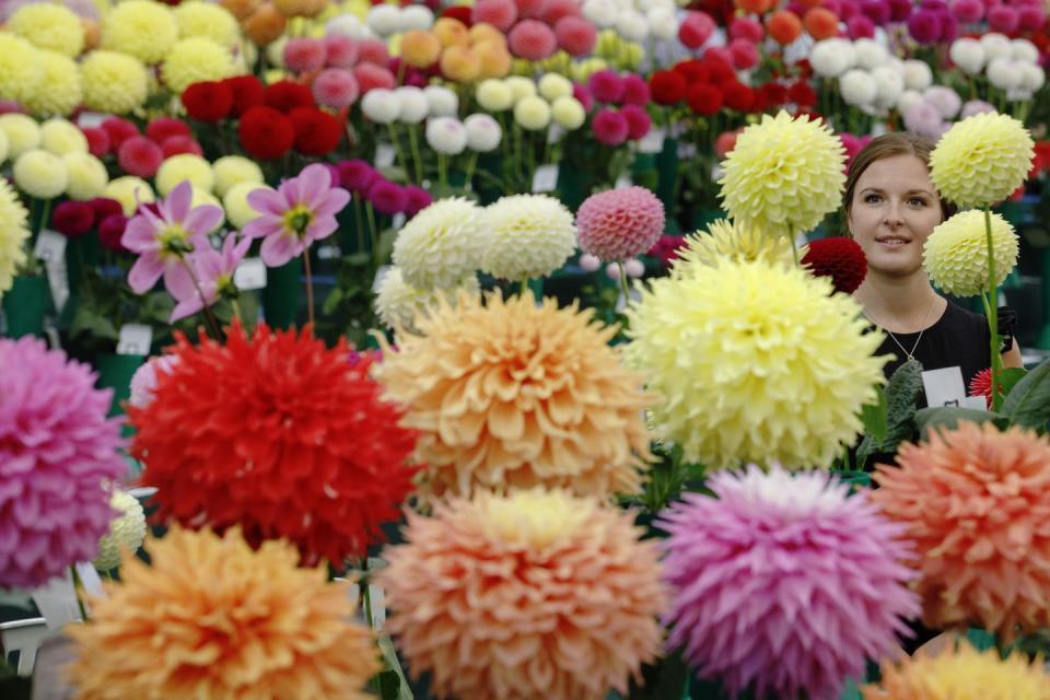dahlias in the national dahlia society exhibits on the opening day of rhs garden wisley flower show 2021