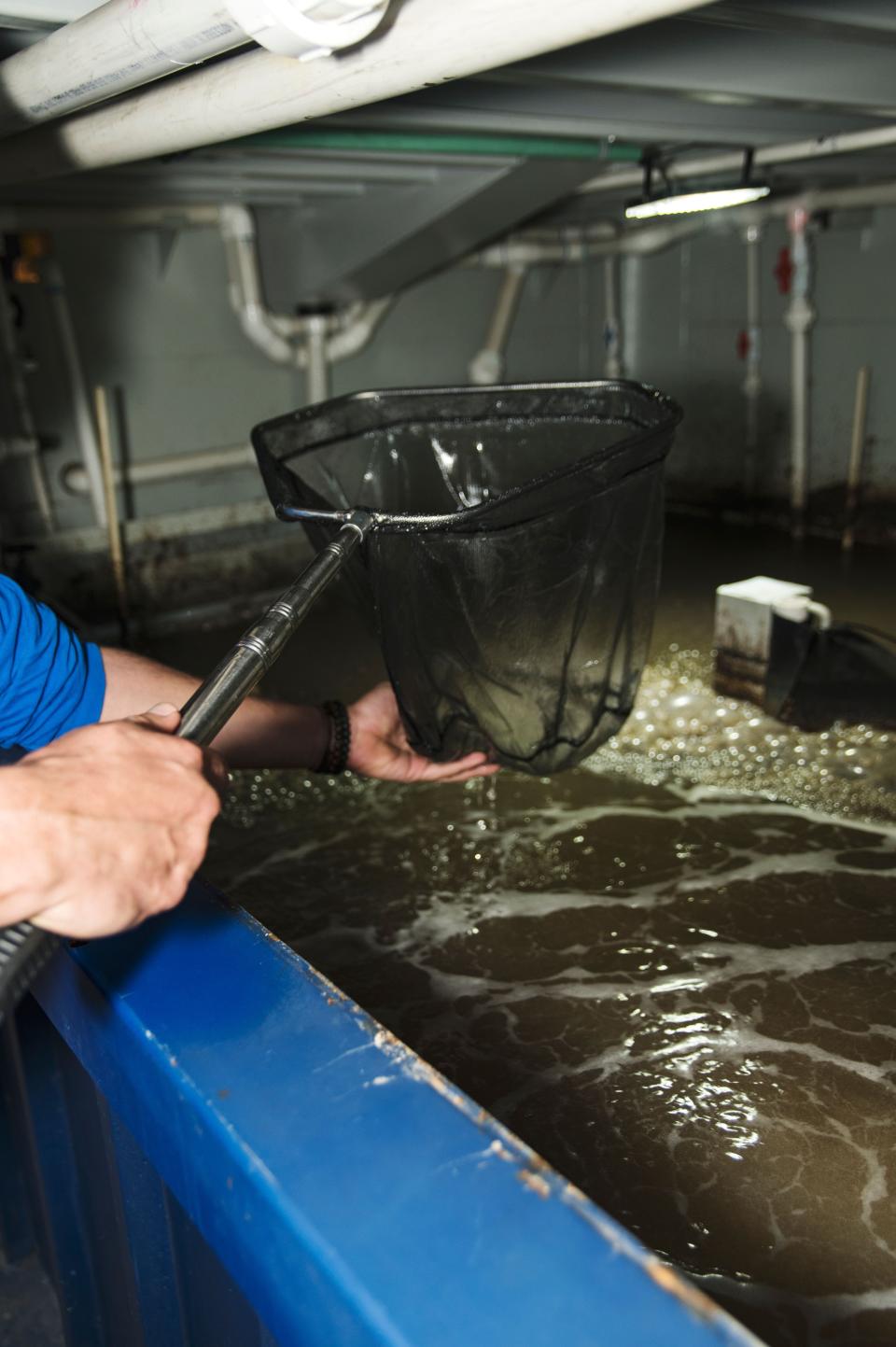 The sustainable shrimp farm at 2075 S. Belmont Ave., Indianapolis, is the first such U.S. facility for Mexico-based Atarraya Inc.