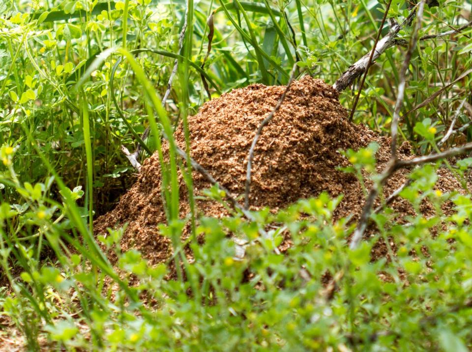 A red imported fire ant nest mound features no obvious entrance hole. <a href="https://www.flickr.com/photos/131104726@N02/16371103174/" rel="nofollow noopener" target="_blank" data-ylk="slk:Alex Wild/University of Texas;elm:context_link;itc:0;sec:content-canvas" class="link ">Alex Wild/University of Texas</a>