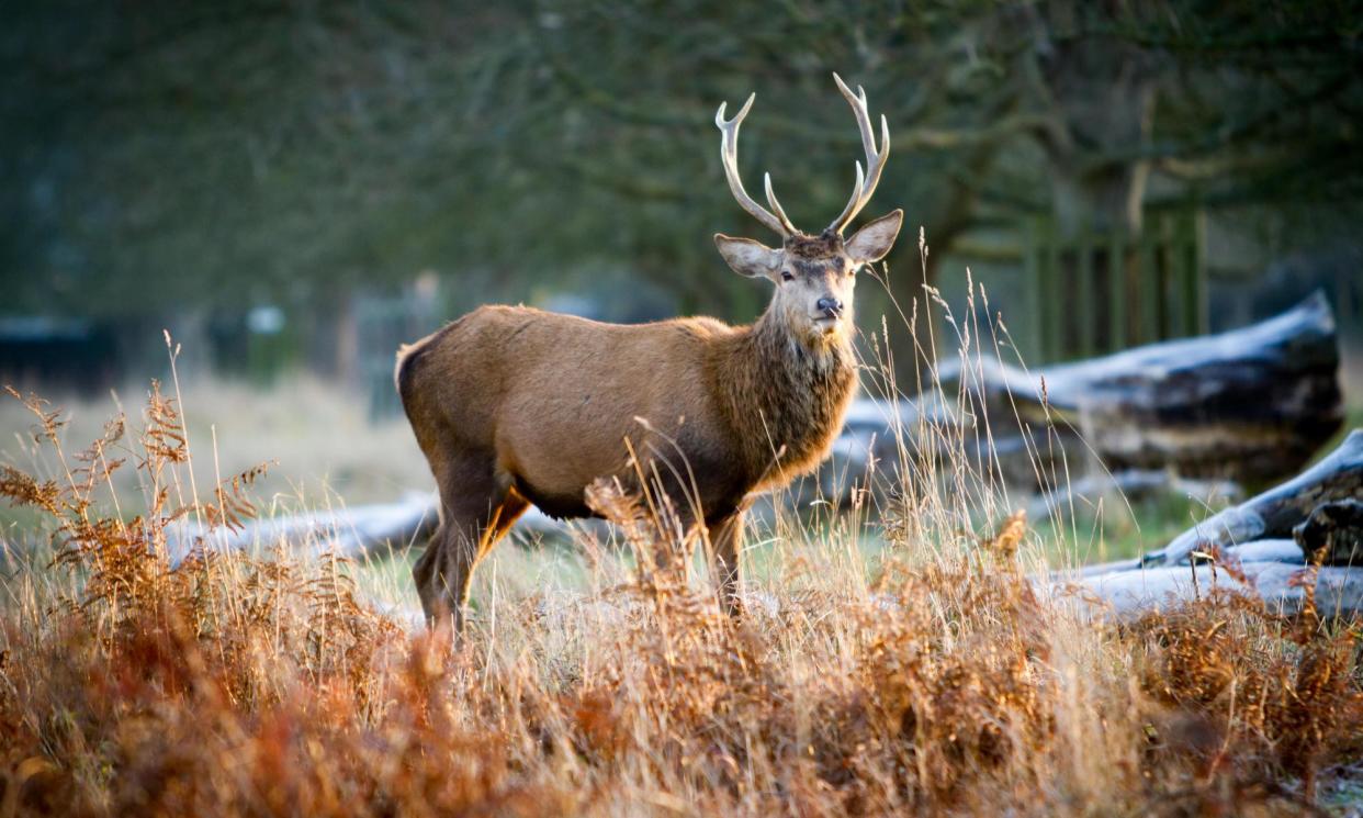 <span>A stag in Richmond Park, one of the locations in John Lewis-Stempel’s England: A Natural History.</span><span>Photograph: Matt Francis/Alamy</span>