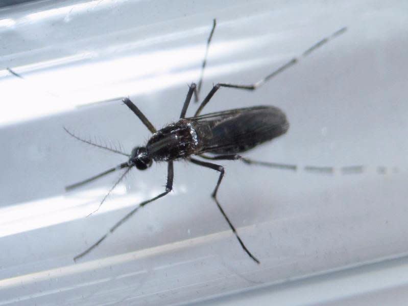 An edes aegypti mosquito is seen inside a test tube as part of a research on preventing the spread of the Zika virus and other mosquito-borne diseases at a control and prevention center in Guadalupe, neighbouring Monterrey, Mexico, March 8, 2016. REUTERS/Daniel Becerril/File Photo