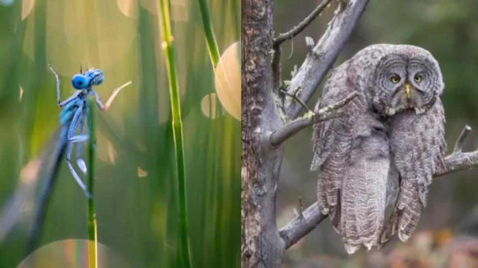 蜻蜓：我不知道、烏林鴞：藍色星期一。（圖／翻攝自 搞笑野生動物攝影獎）