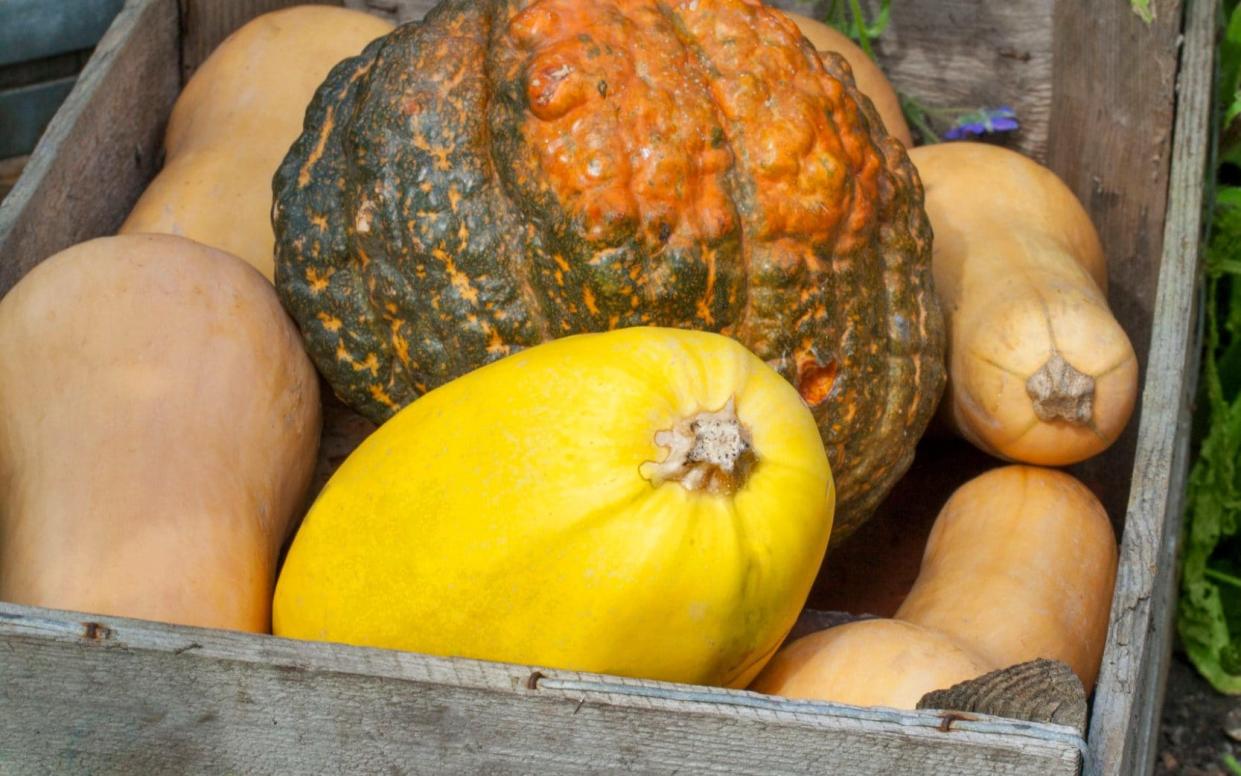 Harvested squash  - Marianne Majerus