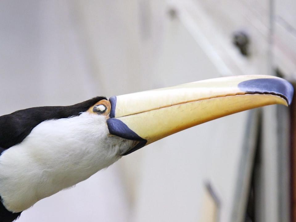 A close up of a toucan specimen.