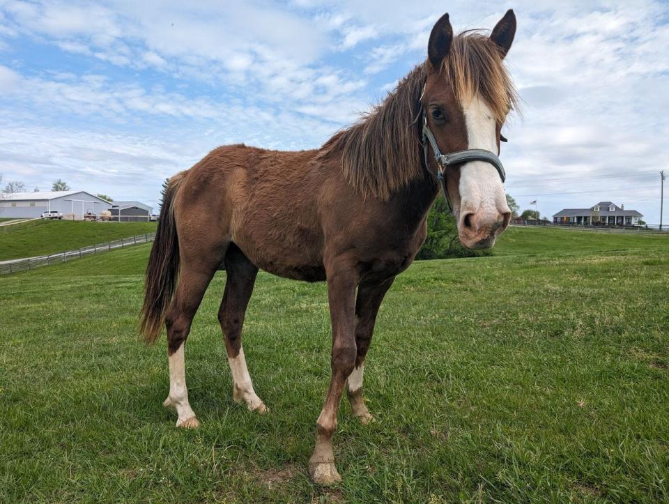 Consider adopting these horses with the Kentucky Humane Society.