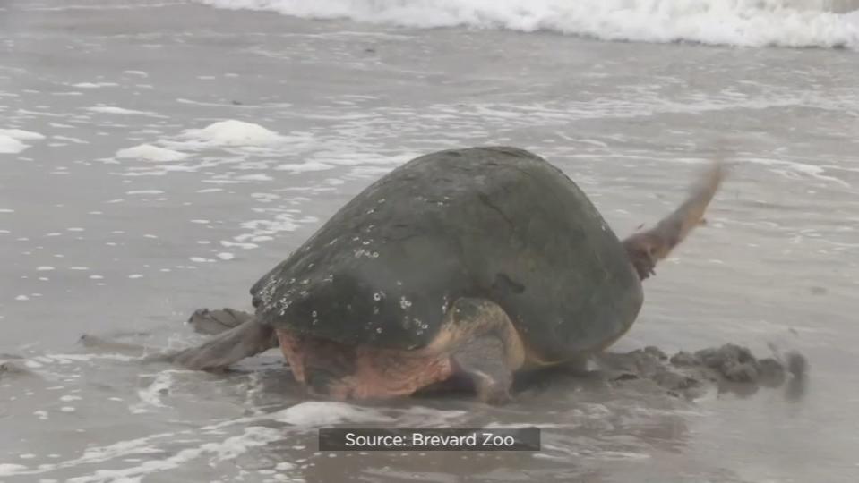 A 370-pound loggerhead sea turtle named Perseverance made her return to the ocean on Tuesday after a three-month stay at the zoo’s Sea Turtle Healing Center.