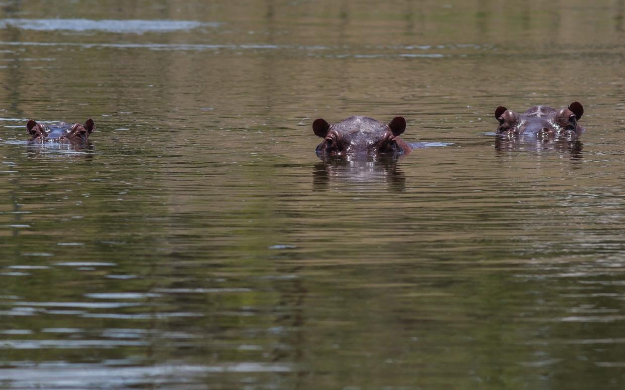 Hippopotamus swim in one of the lakes near by Hacienda Napoles on September 24, 2018 in Doradal, Colombia - Juancho Torres