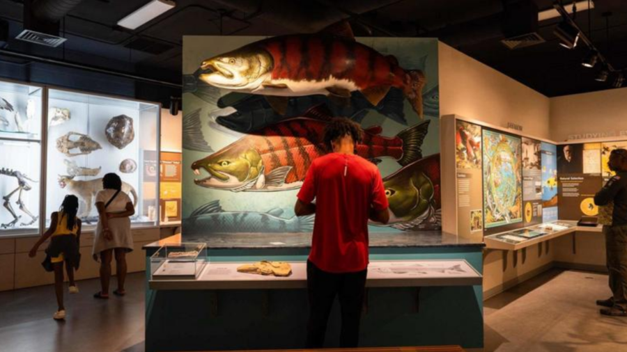 OR salmon: University of Oregon researchers find giant salmon had fangs