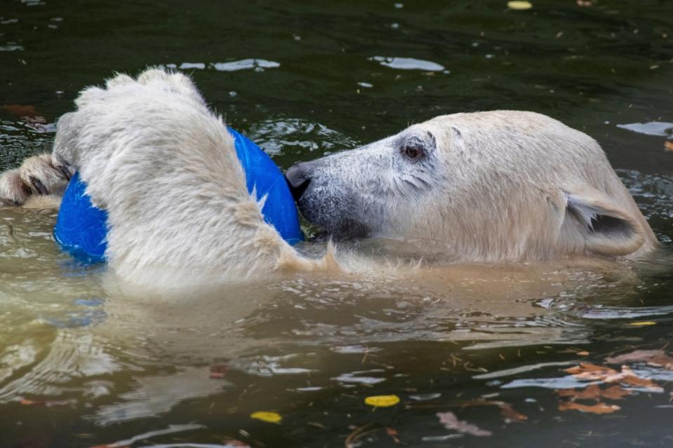 Hertha im Tierpark Berlin beim Spielen (Archivbild).<span class="copyright">Paul Zinken / dpa</span>