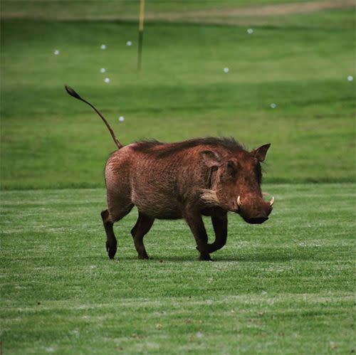 A warthog was also snapped on the green. Photo: Instagram/PGAjohan