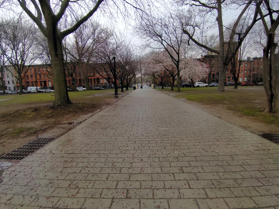 A sample image from the Humane AI Pin's 13-megapixel camera, showing a tree-lined path in a park. 