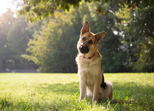 30 Of The Smartest Dog Breeds As Proved By Science