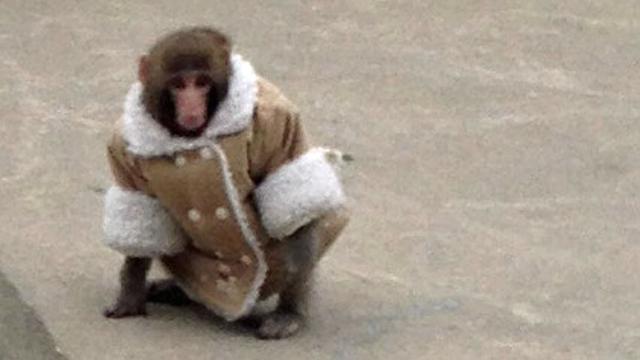 funny ikea monkey memes