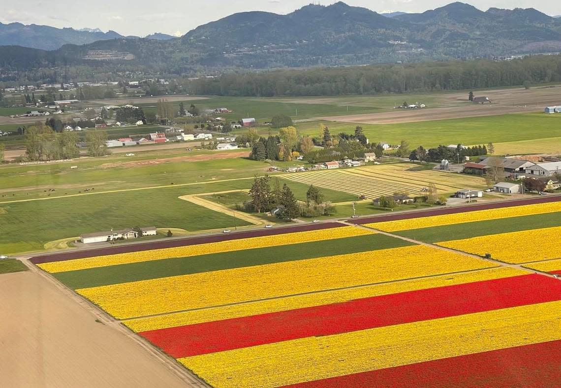 A view of the Skagit Valley Tulip Festival from an Atomic Helicopters tour in April 2022 in Mount Vernon, Wash.