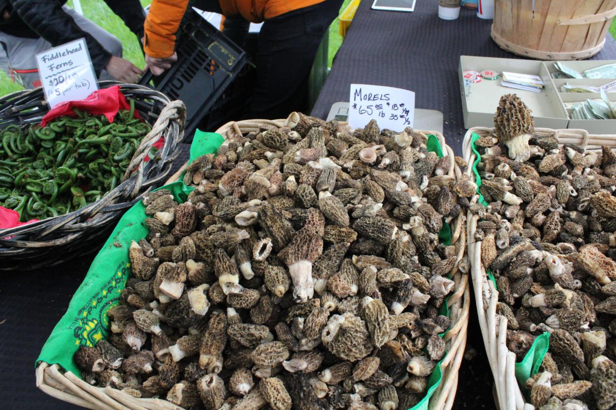 Morel mushrooms are the highlight of Boyne City's National Morel Mushroom Festival, May 16-19.