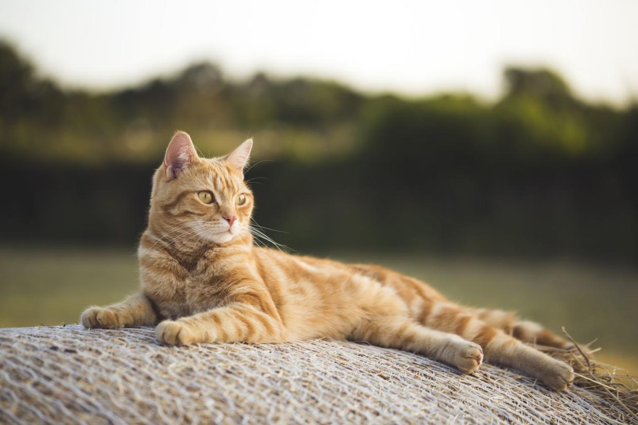 orange cat breeds american shorthair