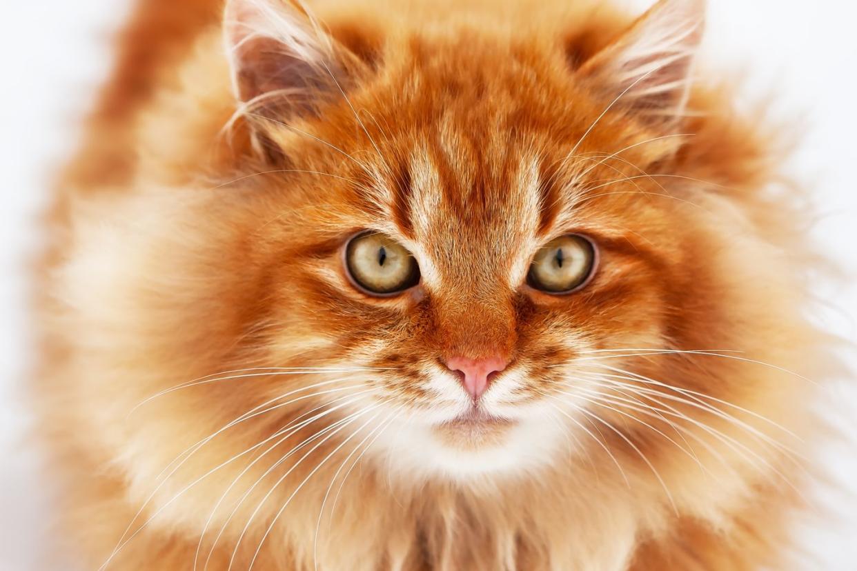 orange cat breeds siberian cat
