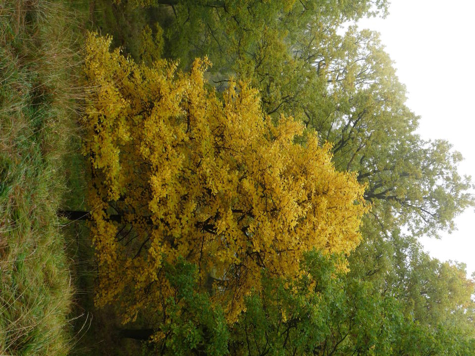 In this undated handout photo provided by International Union for Conservation of Nature, a critically endangered Sorbus rhodanthera is seen in Czech Republic. An international conservation group is warning that more than half of the trees in Europe that exist nowhere else in the world are threatened with extinction. The International Union for the Conservation of Nature says in their latest assessment of Europe’s biodiversity that 58% of the 454 trees species native to the continent are threatened, and 15% are “critically endangered” - one step away from extinction. (Martin Lepsi/IUCN via AP)