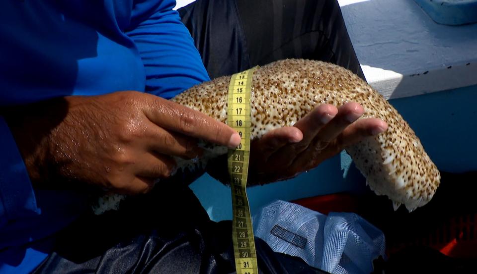 Researcher Cuauhtémoc Ruiz Pineda measures a sea cucumber off Progreso, Yucatán, on April 28. (Noticias Telemundo)