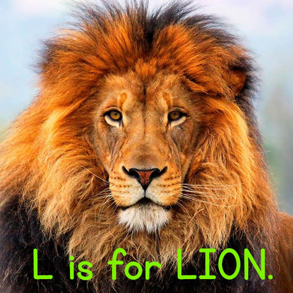 l_lion.jpg